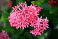 Pink ashoka flower with green leaves background