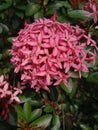 Pink Ashoka flower ornamental plant