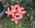 Pink ashoka flowers close up