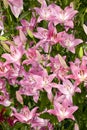 Pink Asiatic Lilies