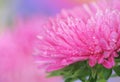 Pink aster