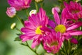 Pink aster