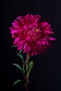 Pink aster on a black background; Callistephus chinensis Royalty Free Stock Photo