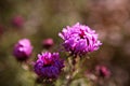 Pink Aster in bloom and fade background