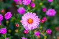 Pink aster blossom