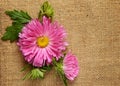 Pink aster on brown canvas