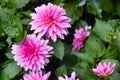 Pink aster flower