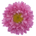 Pink aster flower Isolated on a white background. View from above Royalty Free Stock Photo