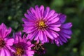 pink aster flowers covered in rain drops Royalty Free Stock Photo