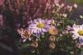 Pink aster flowers