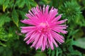 The pink aster smiles at the sun. Aster flower on an isolated background Royalty Free Stock Photo