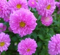 Pink asters. Autumn flowers. Close-up.