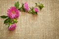 Pink asters on canvas background