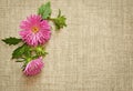 Pink asters on canvas Royalty Free Stock Photo