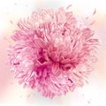 Pink Asters and Chrysanthemums sphere Royalty Free Stock Photo