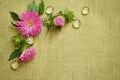 Pink asters composition Royalty Free Stock Photo