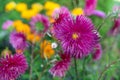 Pink asters on flowerbed. Garden decorative flowers in bright colors