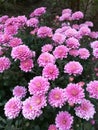 Pink asters in the garden