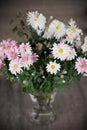 Pink asters in glass vase Royalty Free Stock Photo