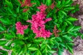 Pink astilba in the garden Royalty Free Stock Photo