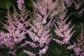 Pink astilba at the time of flowering Royalty Free Stock Photo