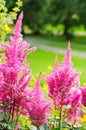 Pink Astilbe Arendsii- False Spiraes Royalty Free Stock Photo