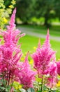 Pink Astilbe Arendsii- False Spiraes