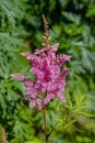 Pink Astilbe flower.