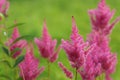 Pink astilbe flower in the garden