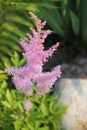 Pink Astilbe in rock garden