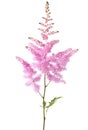 Pink Astilbe