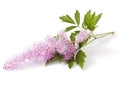 Pink Astilbe flower