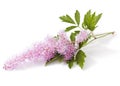Pink Astilbe flower Royalty Free Stock Photo