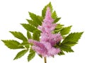 Pink Astilbe flower on white