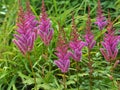 Pink Astilbe flowers and buds in a garden Royalty Free Stock Photo