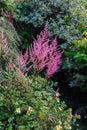 Pink Astilbe flowers growing in a mixed border.