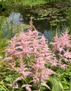 Ã¯Â¿Â½.Ã¯Â¿Â½.|. .Ã¯Â¿Â½.Pink Astilbe plant in pondside setting
