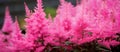 A pink Astilbe plant with magenta flowers is growing as groundcover Royalty Free Stock Photo