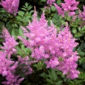 Pink Astilbe (Valerie)