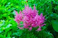 Pink Astilbe Royalty Free Stock Photo