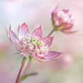 Pink astrantia flowers on a green natural background. Royalty Free Stock Photo