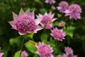 Pink Astrantia flowers.