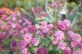 Pink astrantia flowers. Astrantia major Moulin Rouge.