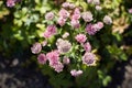 Pink astrantia flowers. Astrantia major Moulin Rouge. Royalty Free Stock Photo