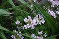 Pink Aubrieta in the garden in April. Berlin, Germany