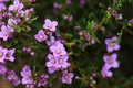 Pink Australian native Boronia crenulata flowers Royalty Free Stock Photo