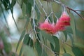 Pink Australian native Eucalyptus caesia Blossoms