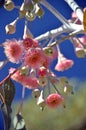 Pink Australian native Eucalyptus caesia blossoms Royalty Free Stock Photo
