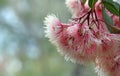 Pink Australian native gum tree blossoms of Corymbia Fairy Floss Royalty Free Stock Photo