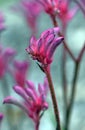 Pink Australian native Kangaroo Paw flower, Bush Pearl cultivar, family Haemodoraceae